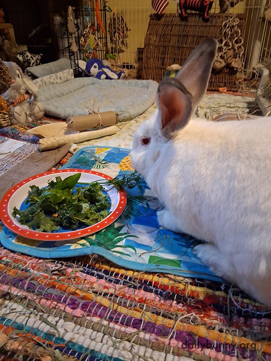 Bunny and His Delicious Birthday Salad