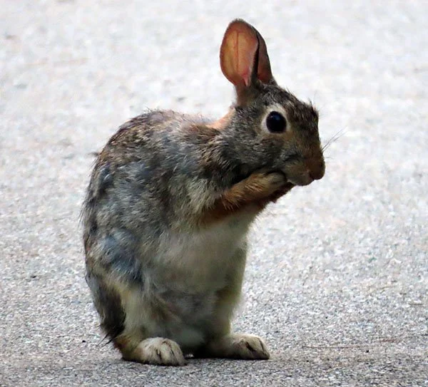 Wild Bunny Meets Street Photography