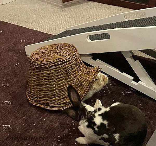 She's Done It! Bunny Has Successfully Transformed Herself Into a Snail!