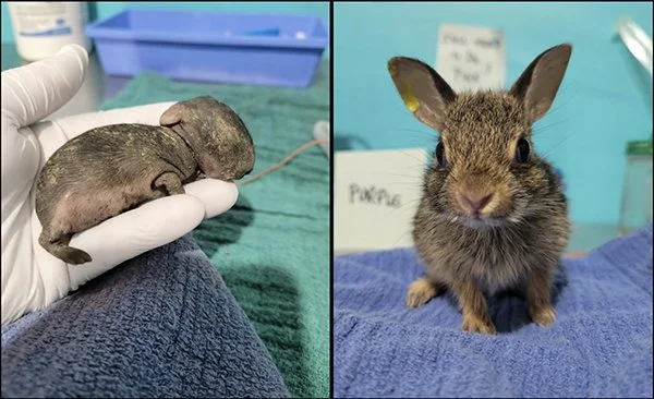 He's a Brand New Bunny