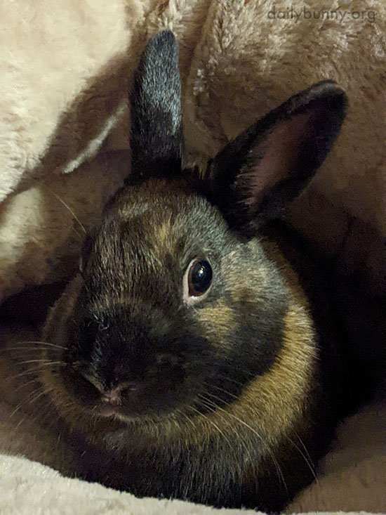 Welcome to Your New Forever Home, Bunny — The Daily Bunny