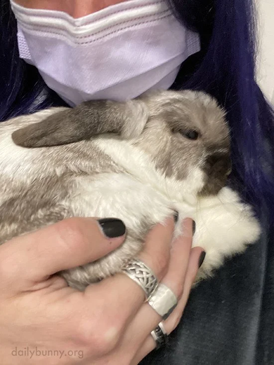 Ultimate Bunny-Human Snuggles — The Daily Bunny