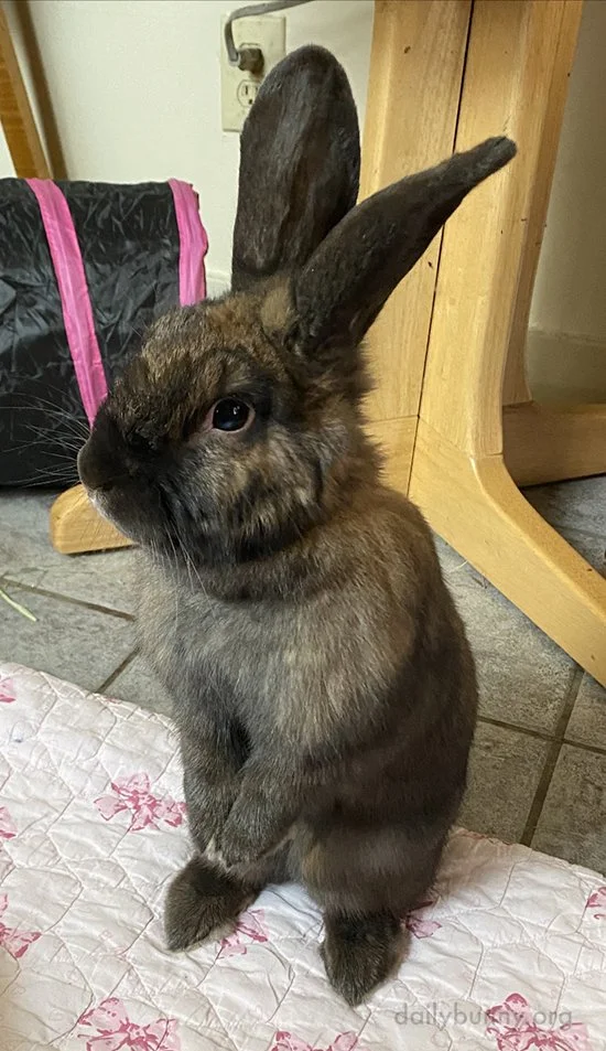 From This Perspective Bunny's Like Three Ears Tall