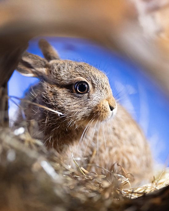 What an Adorable Profile You Have, Little Leveret
