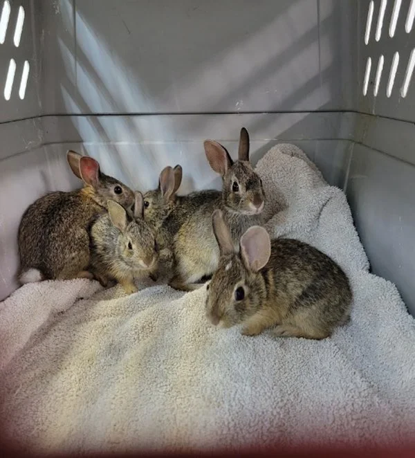 See You Outside, Little Bunnies