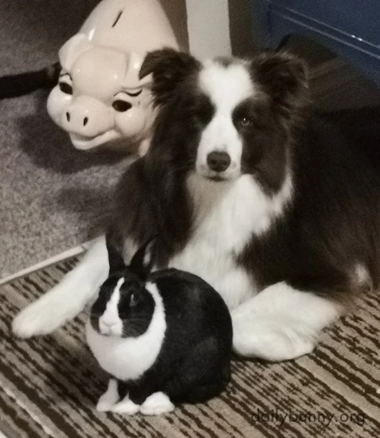 Bunny and the Pup Are Birds of a Feather