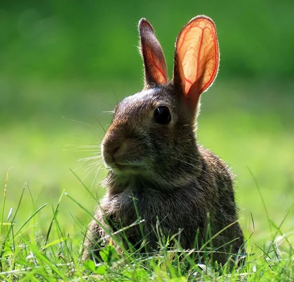 Superbun Powering Up