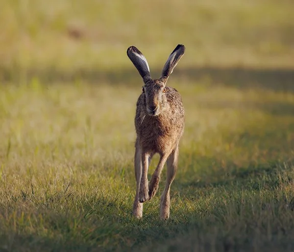 The Legs on This One! Not to Mention the Ears!