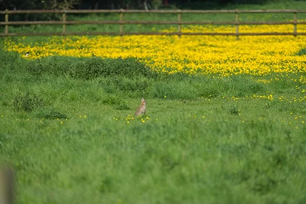 David Attenborough Welcomes Bunnies, Too