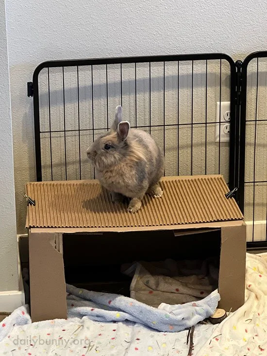 Bunny's Line of Sight Just Got Better