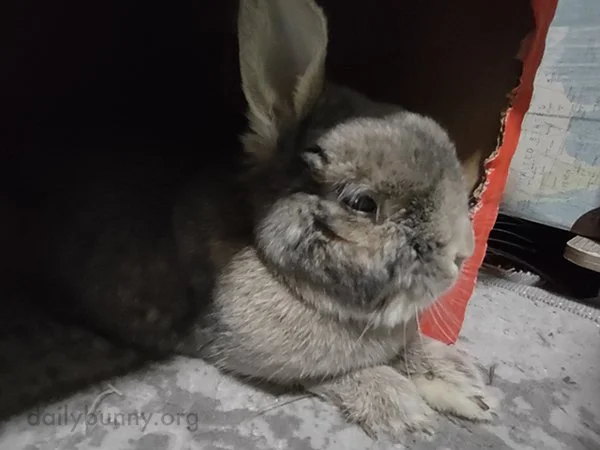 We'll Remember That Sass, Bunny