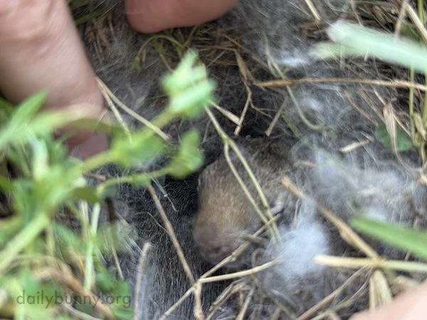 Baby Bunnies' Backyard Rescue