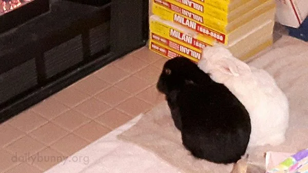 Bunnies Are Mesmerized by Fire, Too