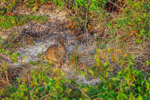 Mystery Brush Bunny or Very Small Capybara?