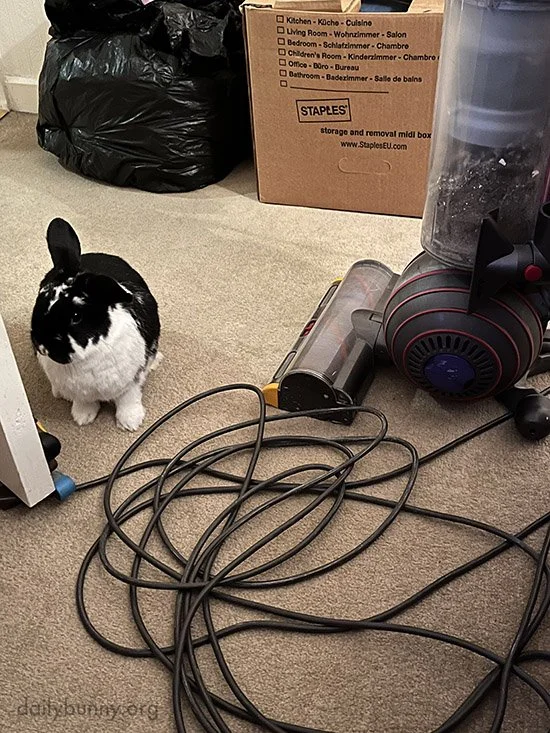 What's Going on in Here, Human? Oh, Cleaning. Carry on, Then, I'd Be