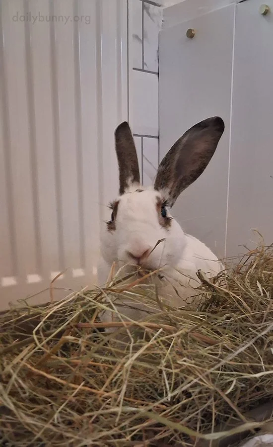 Did I... Did I Hear My Name?
