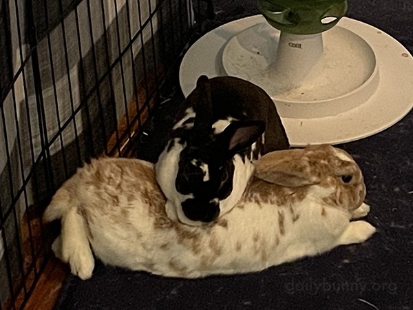 Masseuse Bunny Just Got a Little Tired Mid-Massage, That's All