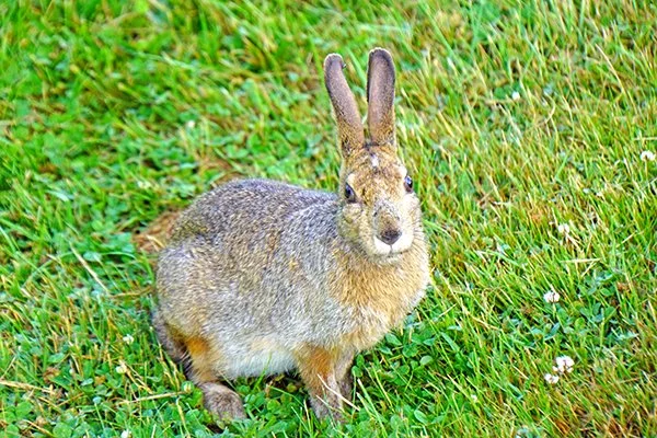Go on Then, Human, I'll Let You Take My Photo