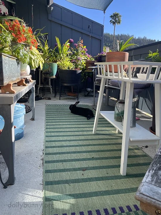 Basking Bun Finds Rest in the Sun