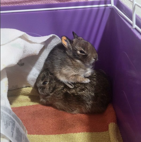Who Knew Bunnies Were So Stackable?