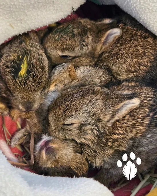 Baby Bunny Cuddle Puddle, Part Deux
