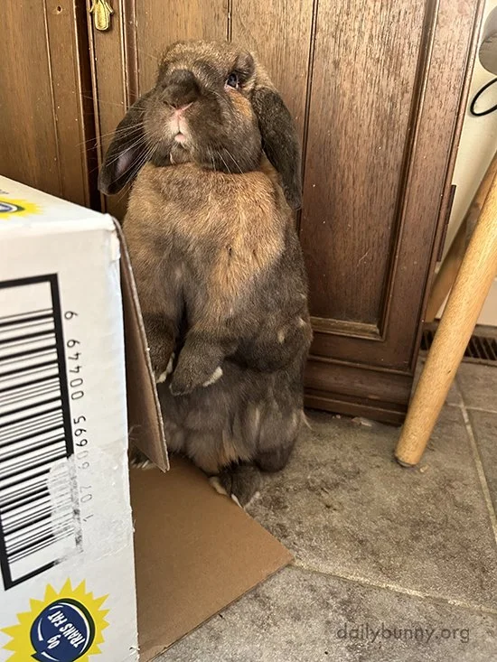 What Do You Mean You Want to "Pluck" Me?!