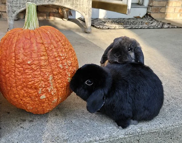 Bunnies Check Out the Strange New Decor