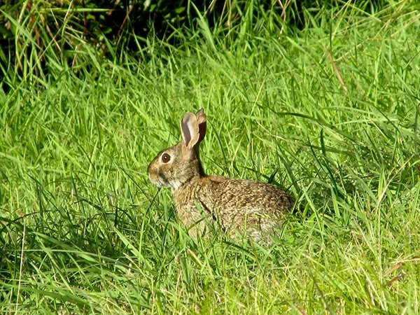 What's Next for You Today, Bunny? More Nibbles?