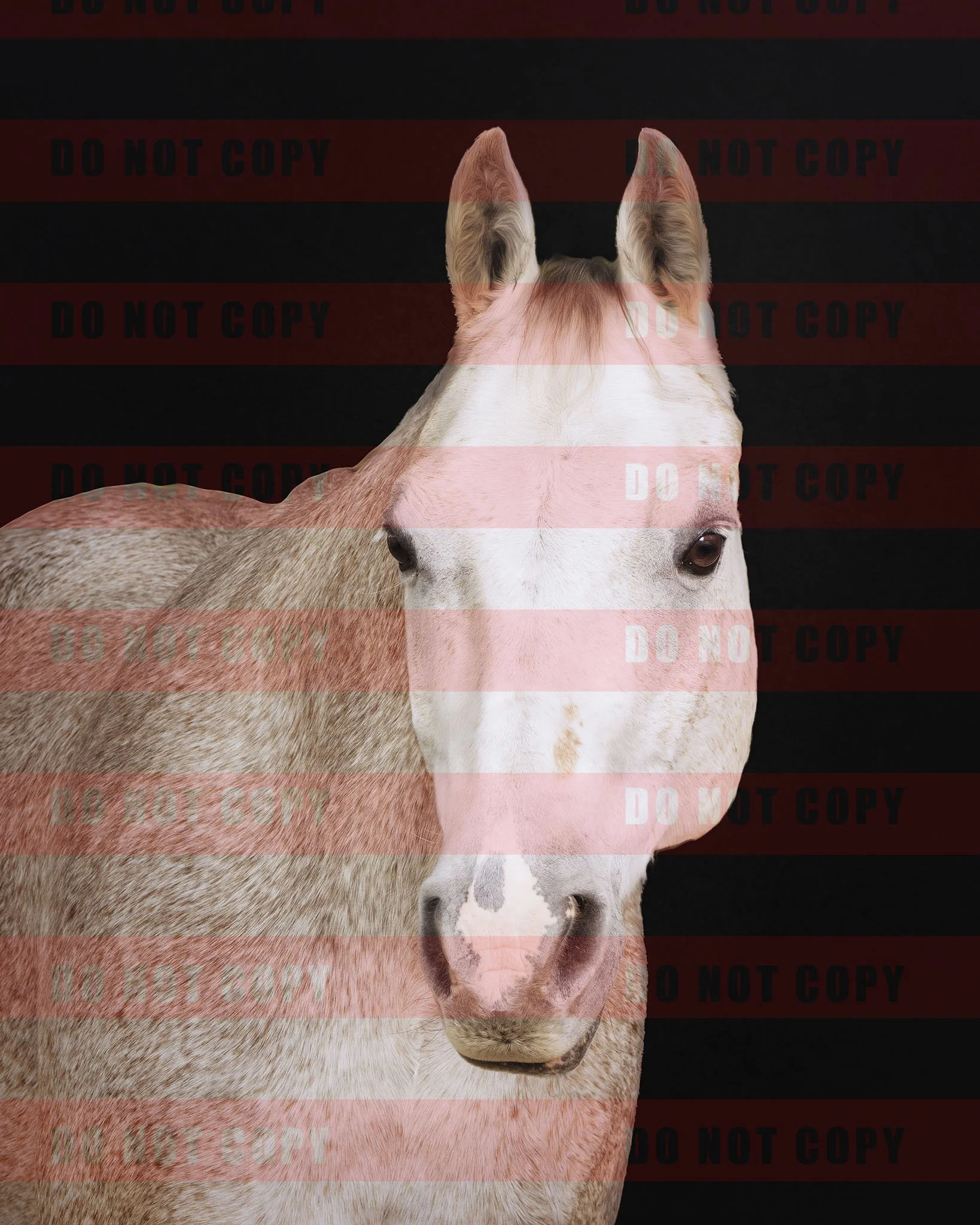 B0018509-Edit-1 copy.jpg