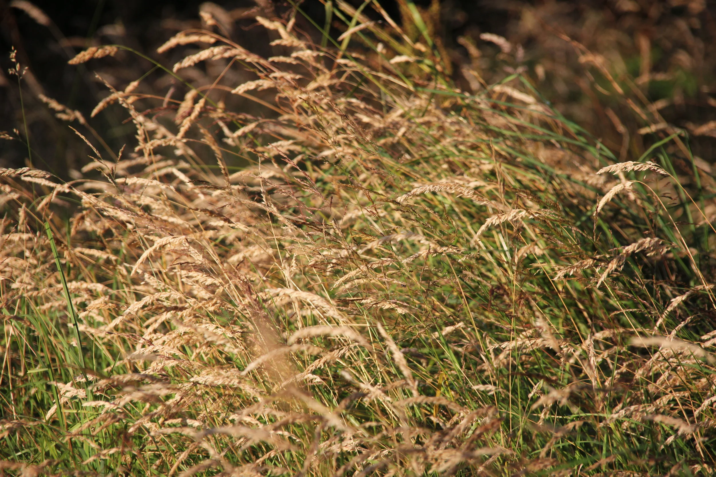 wild grasses at Drover's Woodland Walk