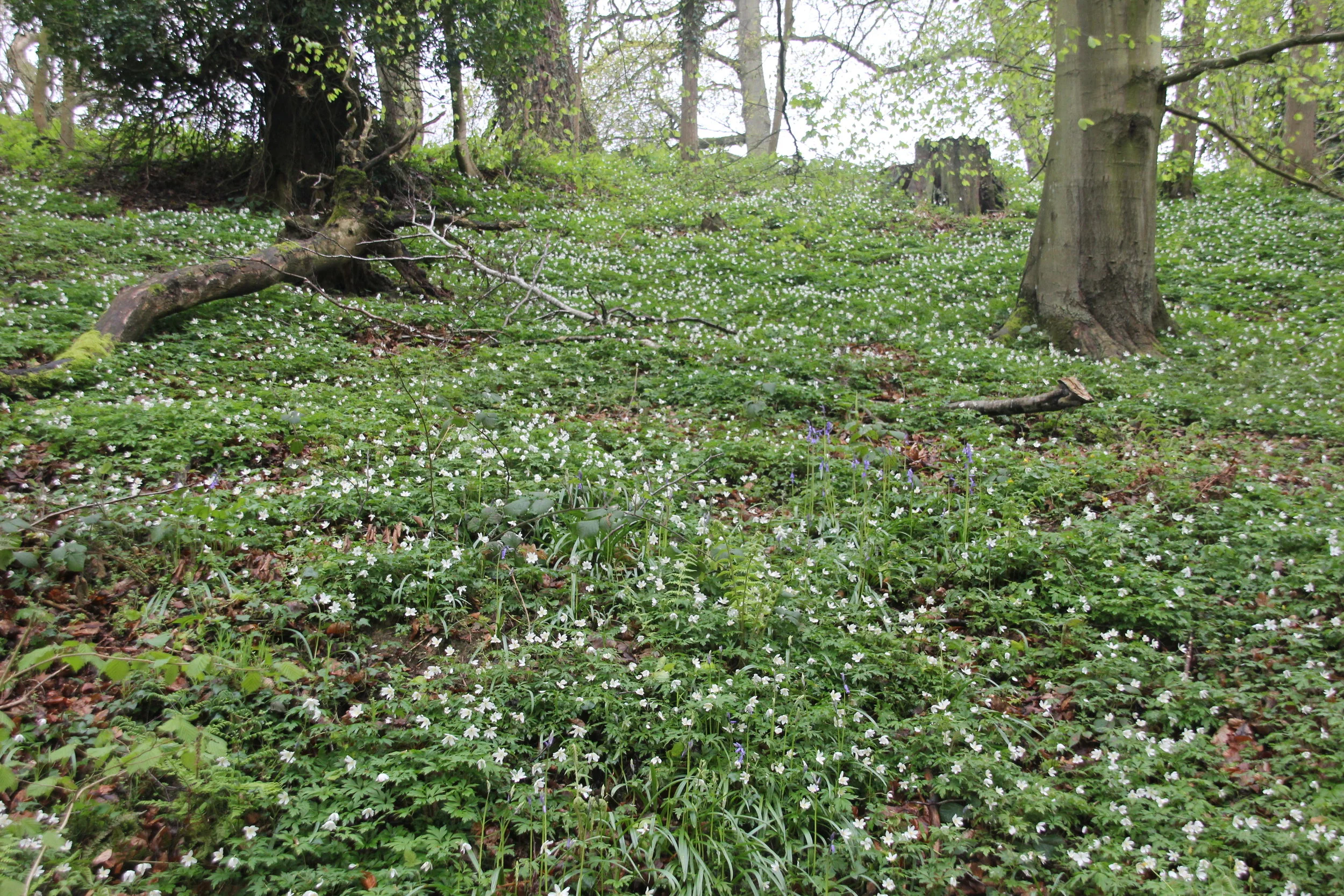Wood anenomies and other wild flowers at Graig Farm