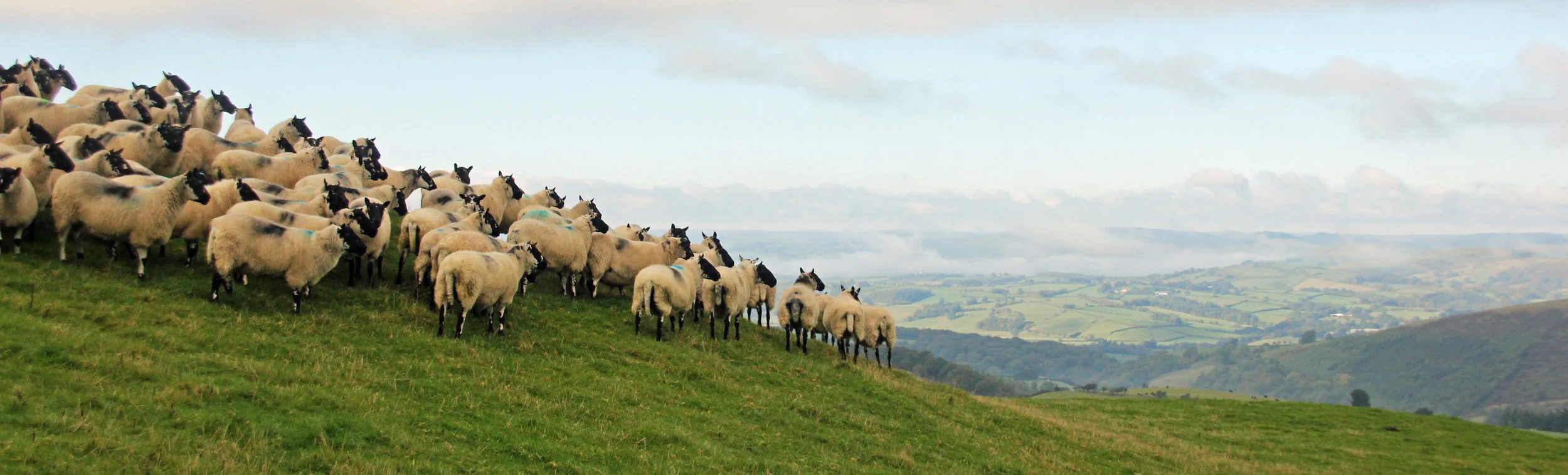 Beulah sheep above Graig Farm