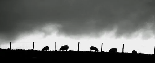 sheep-&-fence-b&w-aug-12-cropped.jpg