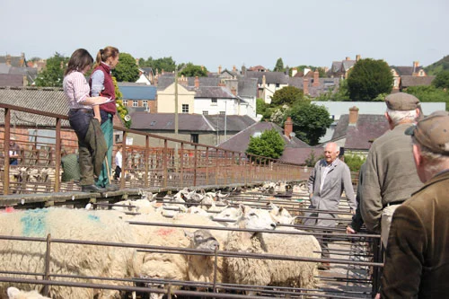 Knighton livestock market
