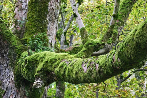 moss-and-tree-ferns-on-sycamore-in-Graig-Farm-yard.jpg