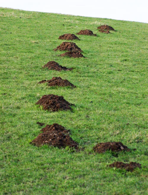 Unti-tumps - mole hills at Graig Farm