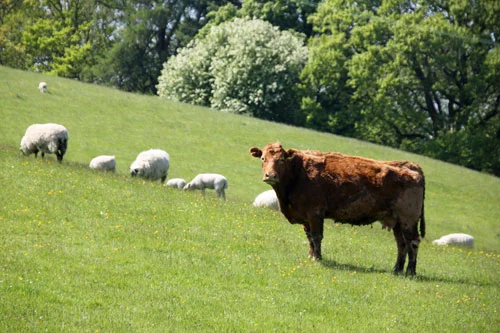 Cow and sheep in field at Graig Farm