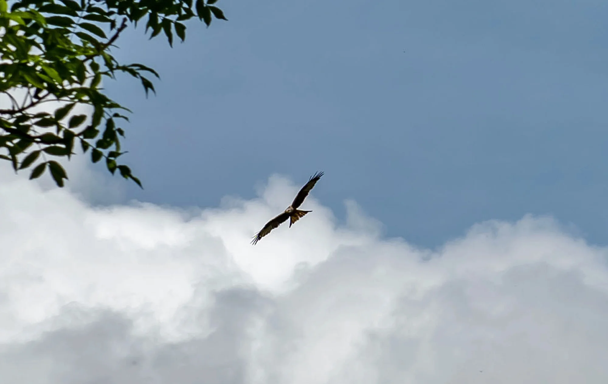 Red Kite over Drovers Retreat