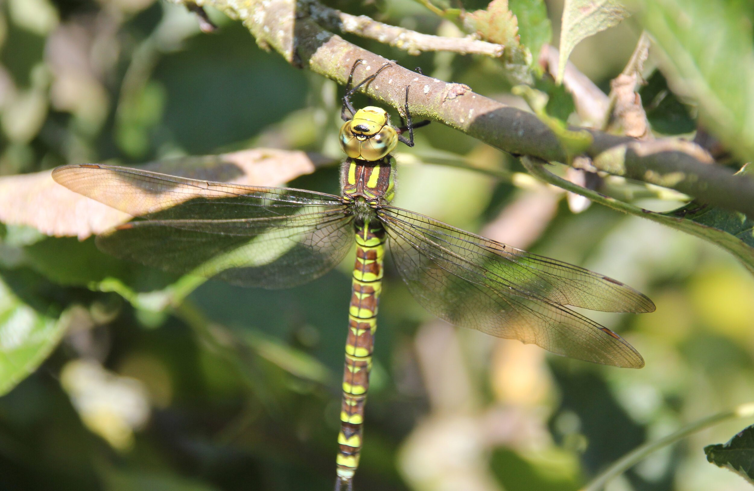 insects Dragonfly.jpg