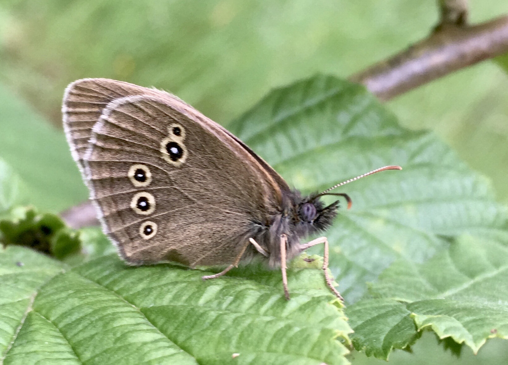 Brown butterfly cropped.jpg