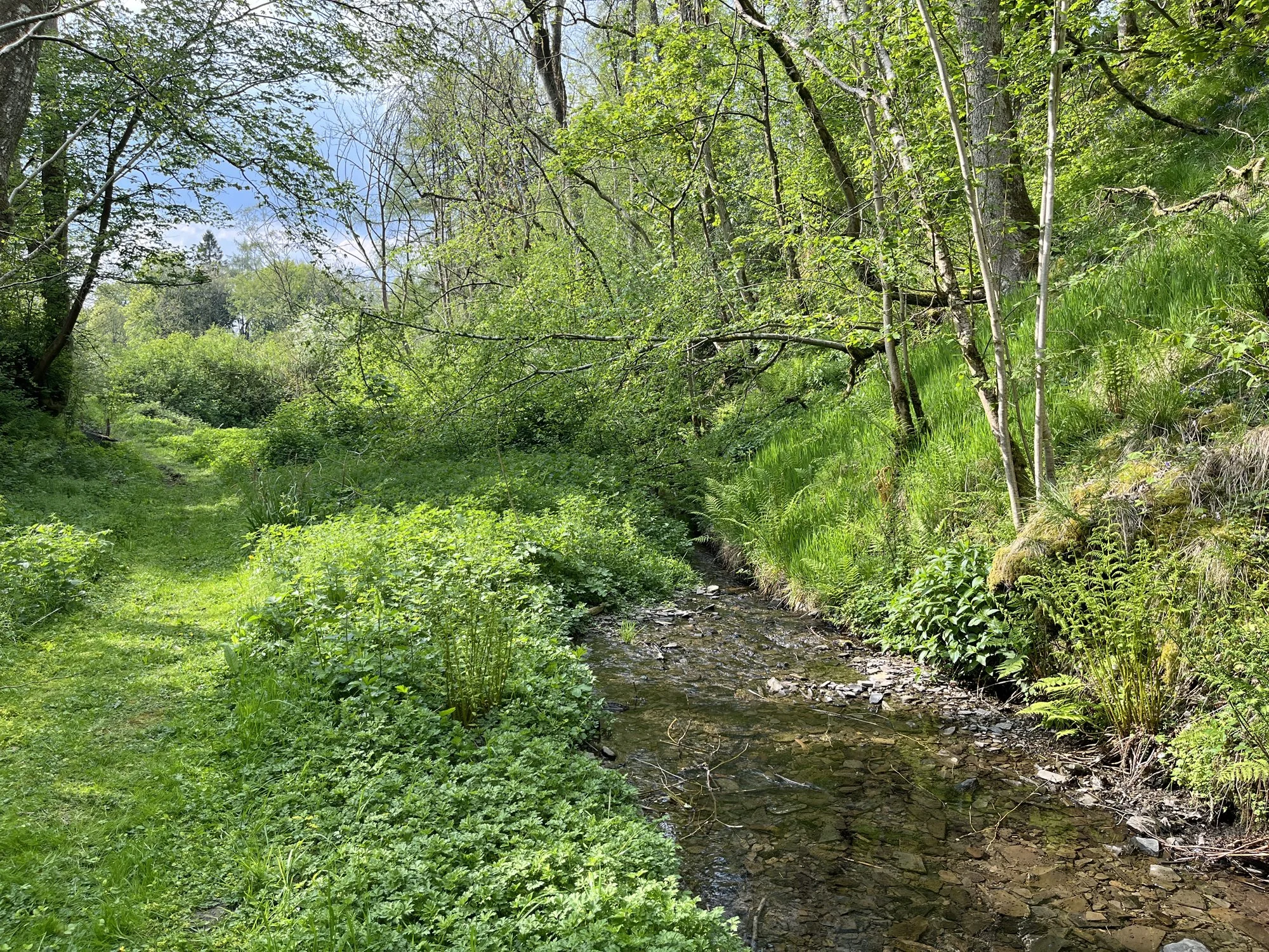 Stream and path from explosives store.jpg