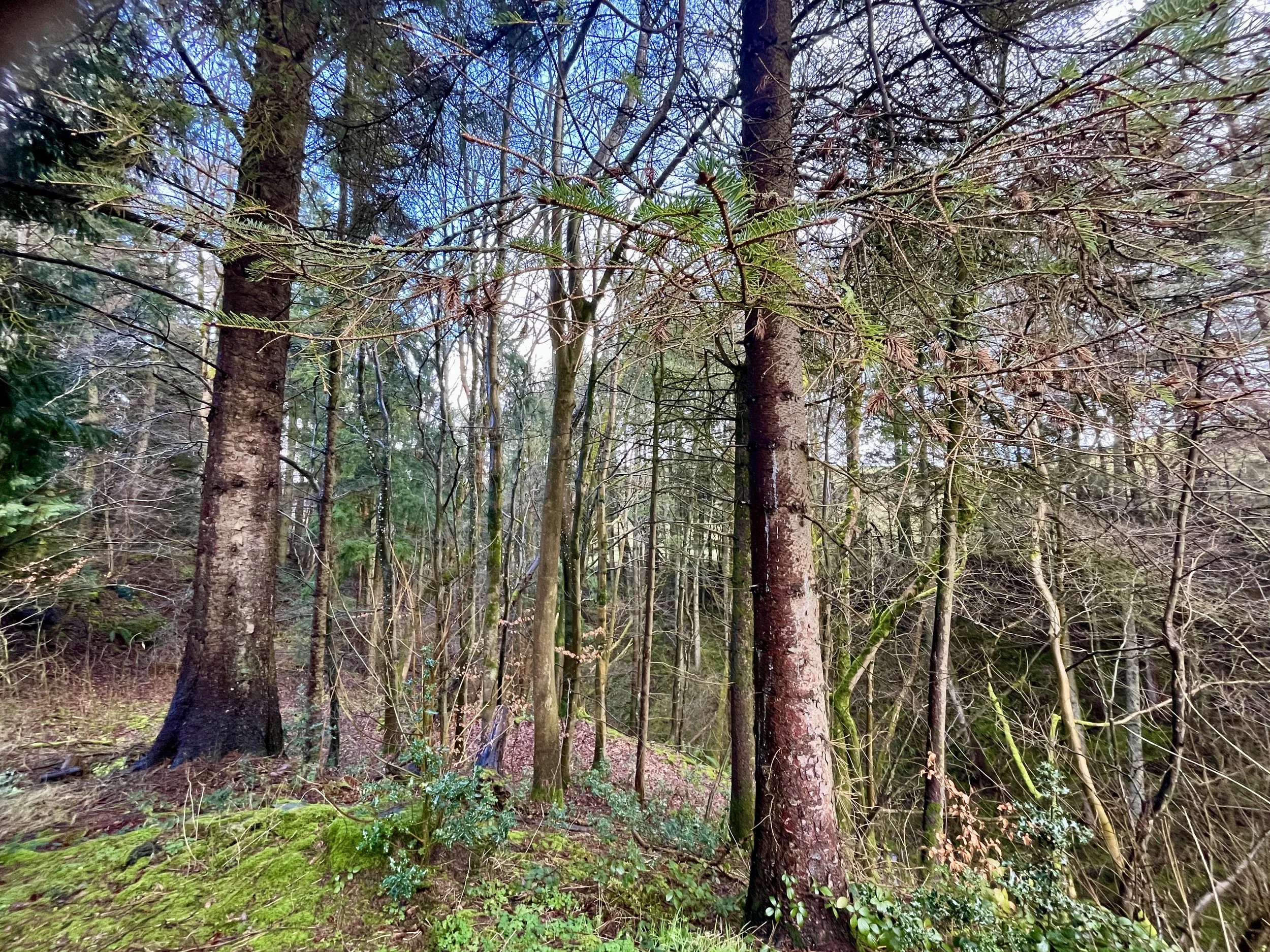 Woodland behind Drovers Retreat holiday Cottage in the Welsh Borders