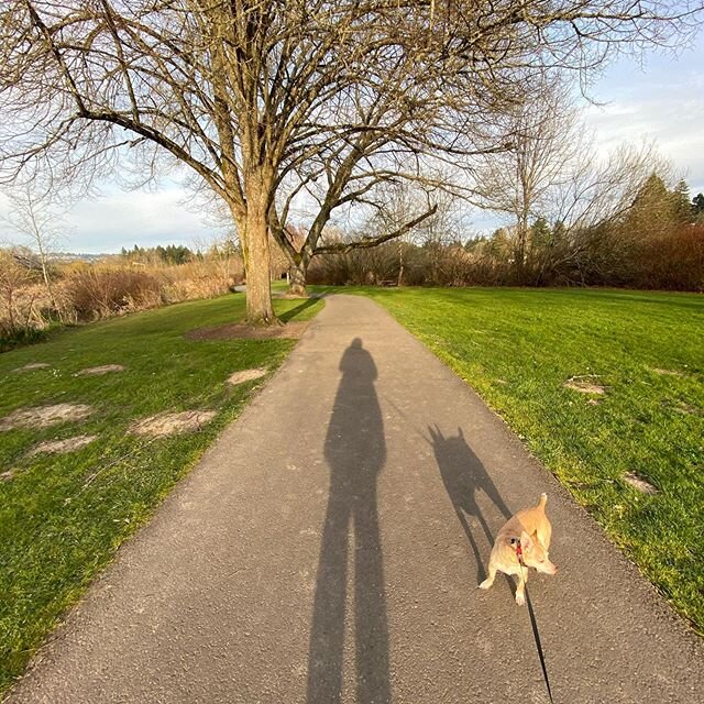 Ripley doesn&rsquo;t mind working from home or the social distancing. More walks! 🙌🏻🐕❤️ #walkingthedog #workingfromhome #socialdistancing #getoutside