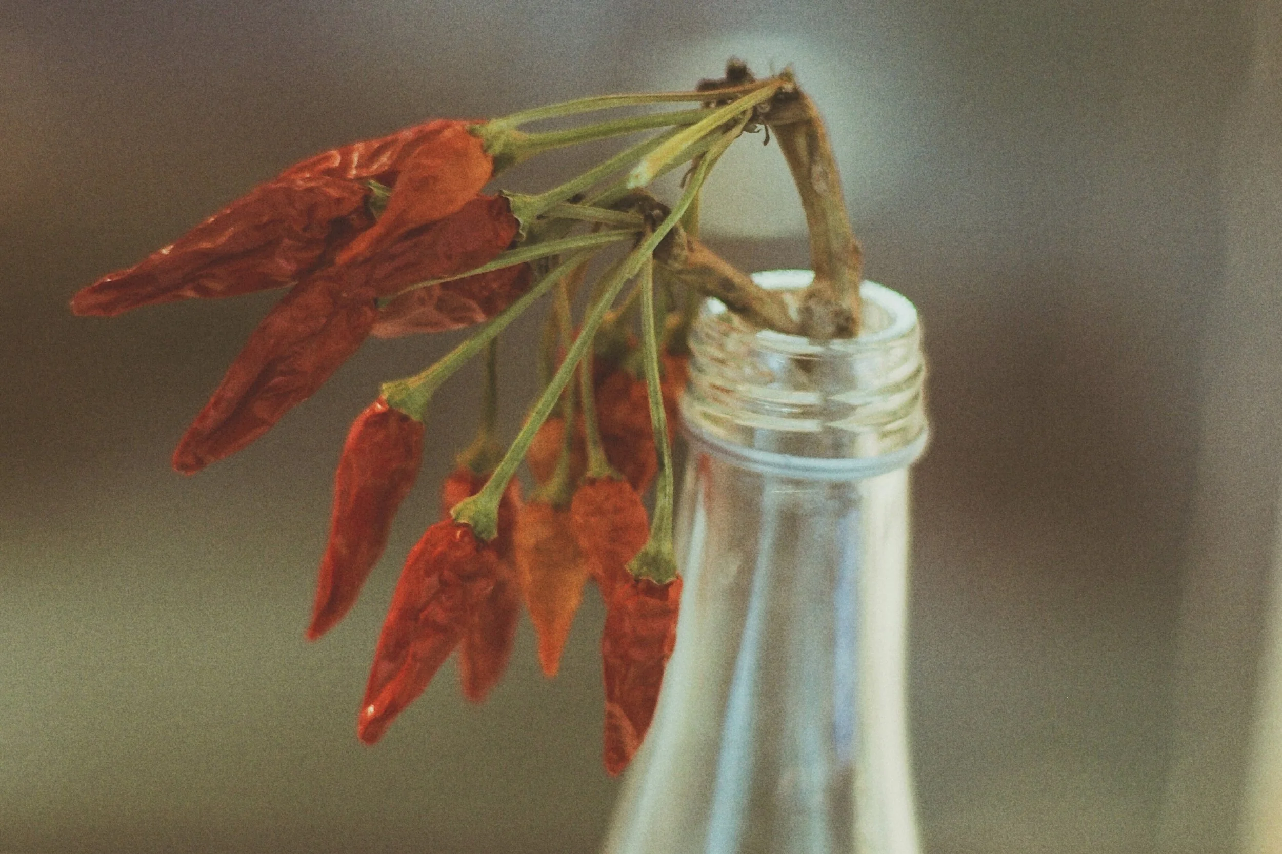 Another sample image taken with 50mm Minolta Lens. 