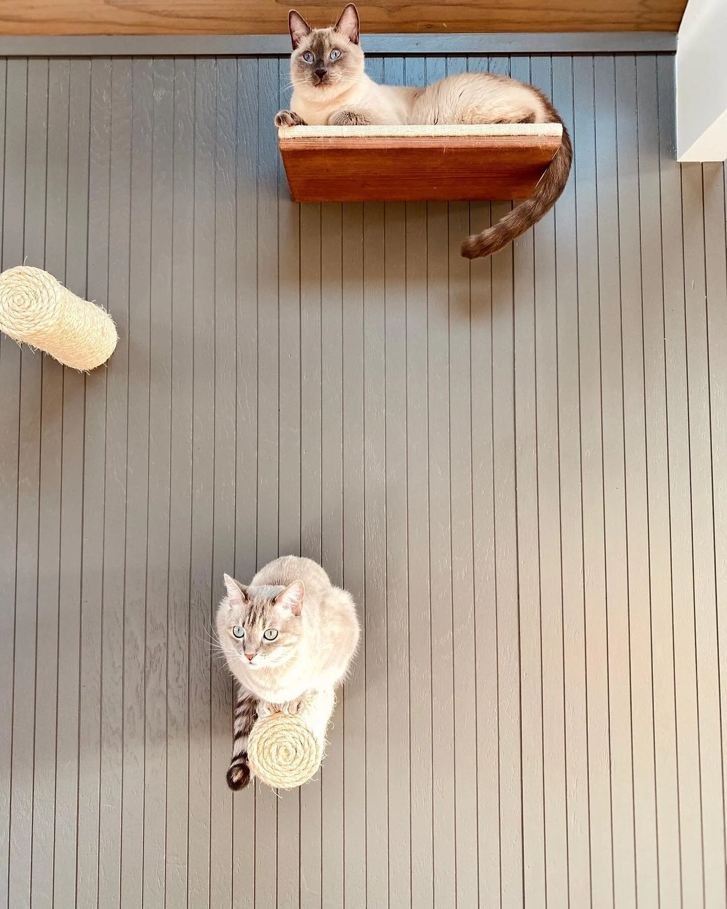 When the scary vacuum comes around #catsandvacuums