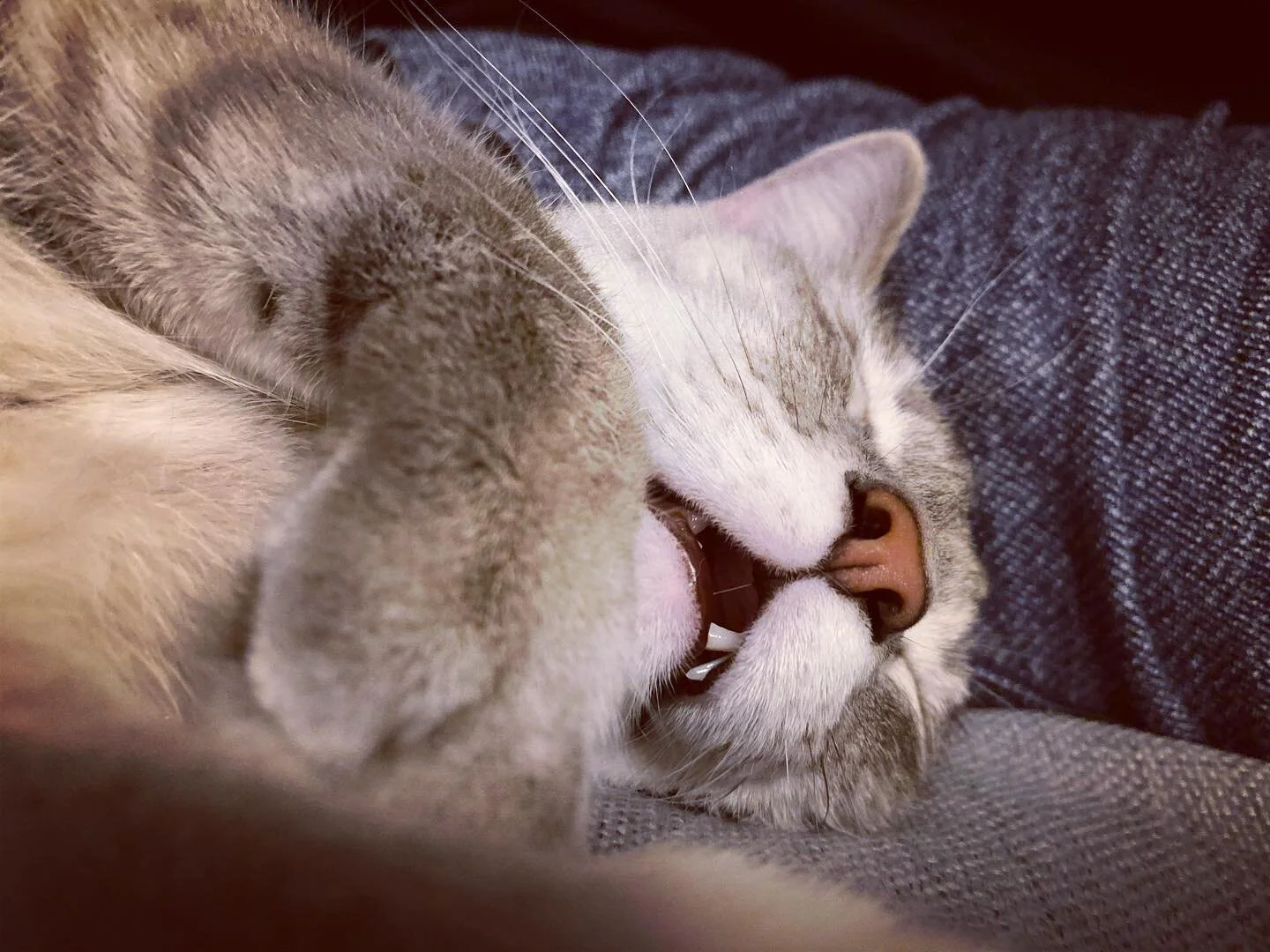 This is about as exciting as it gets right now #quarantinewithcats