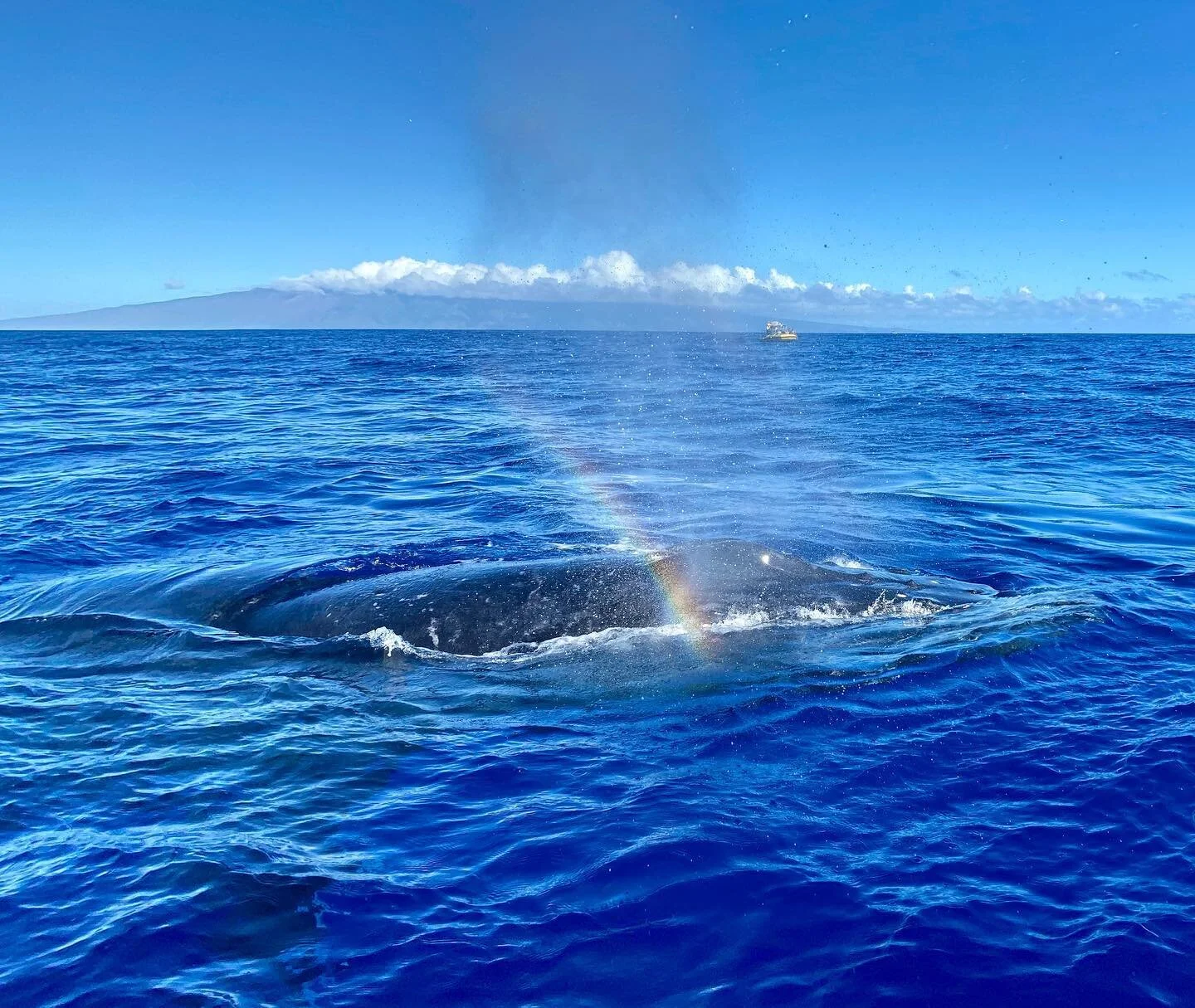 Whale making a rainbow for #throwbackthursday #isitthursday