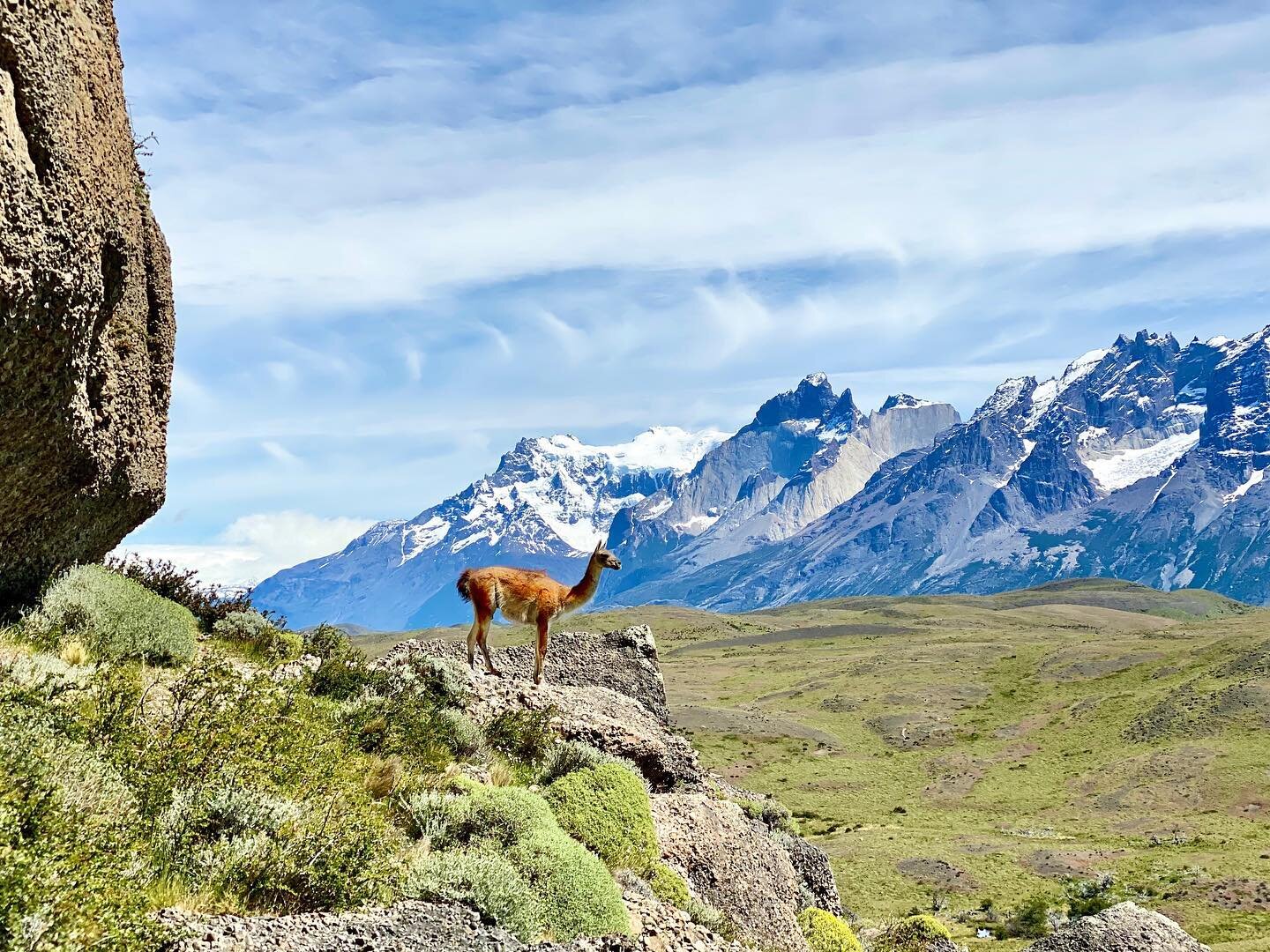 Animals of Torres del Paine (the ones that were willing to pose for a picture)