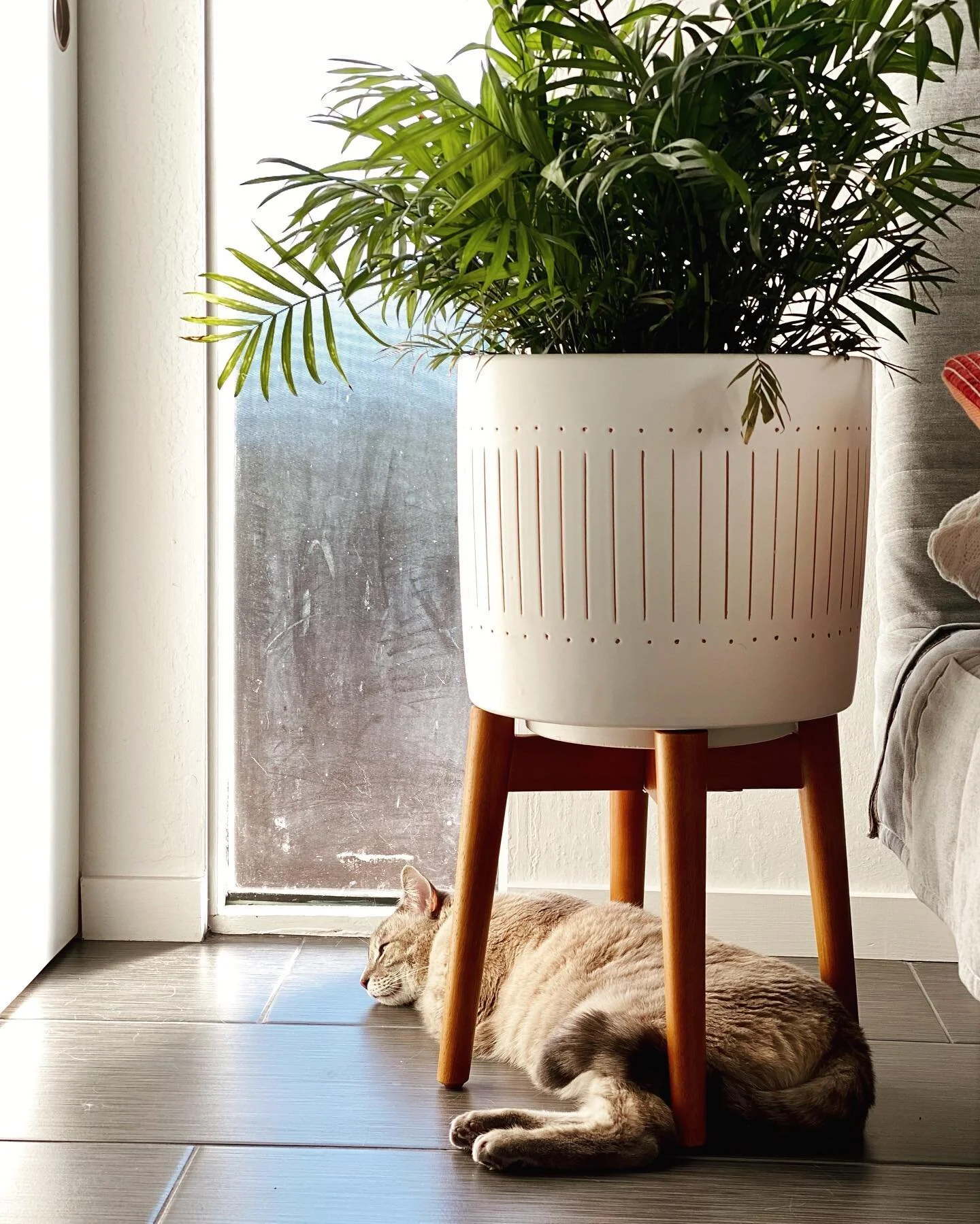 Little tiger in her jungle habitat #welcometothejungle