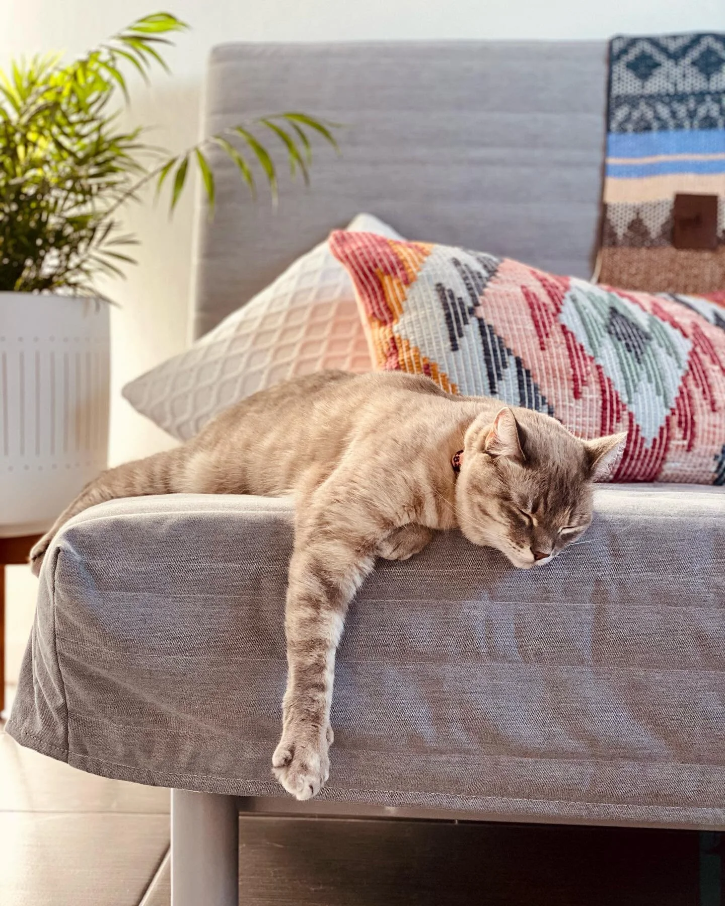 Just your typical Monday. If you&rsquo;re a cat. #catkindaday